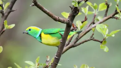 The Blue-naped Chlorophonias Ready To Hunt