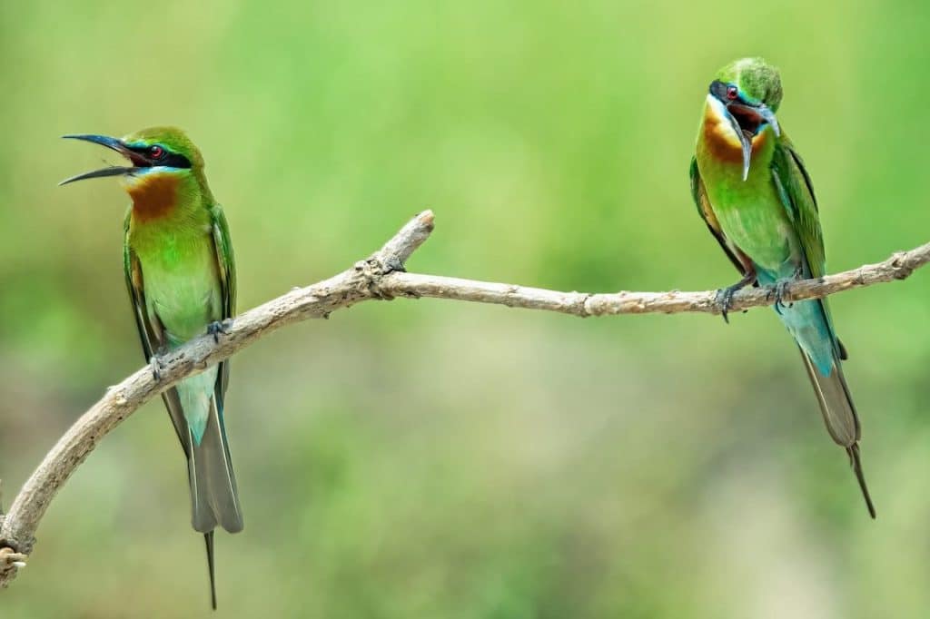 Blue-tailed Bee-eaters Sitting on a Tree Branch Together