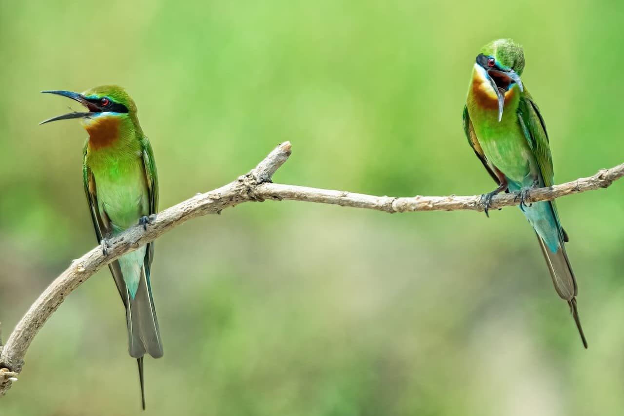 Two Blue-tailed Bee-eaters sitting on a tree branch together.