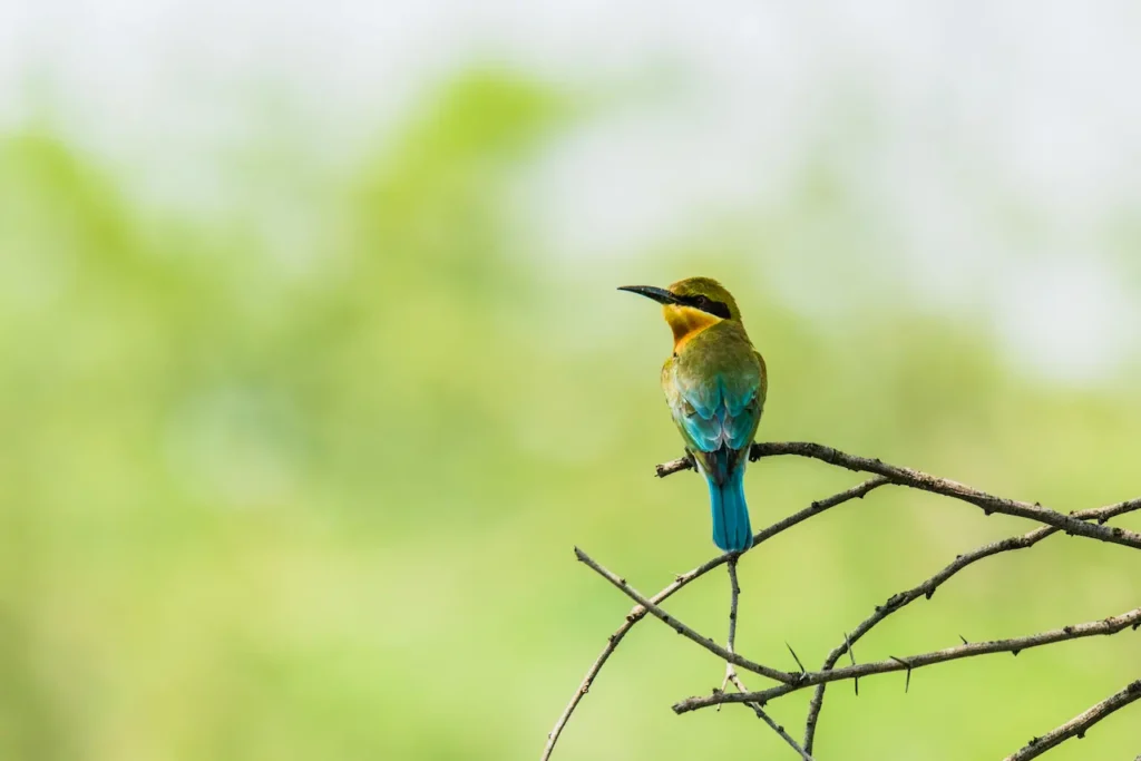 Blue-tailed Bee-eaters