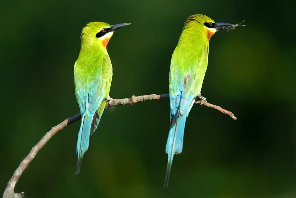 Blue-tailed Bee-eaters Perching on a Tree Branch 