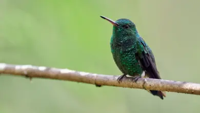 Blue-tailed Hummingbird Perched On A Tree Branch