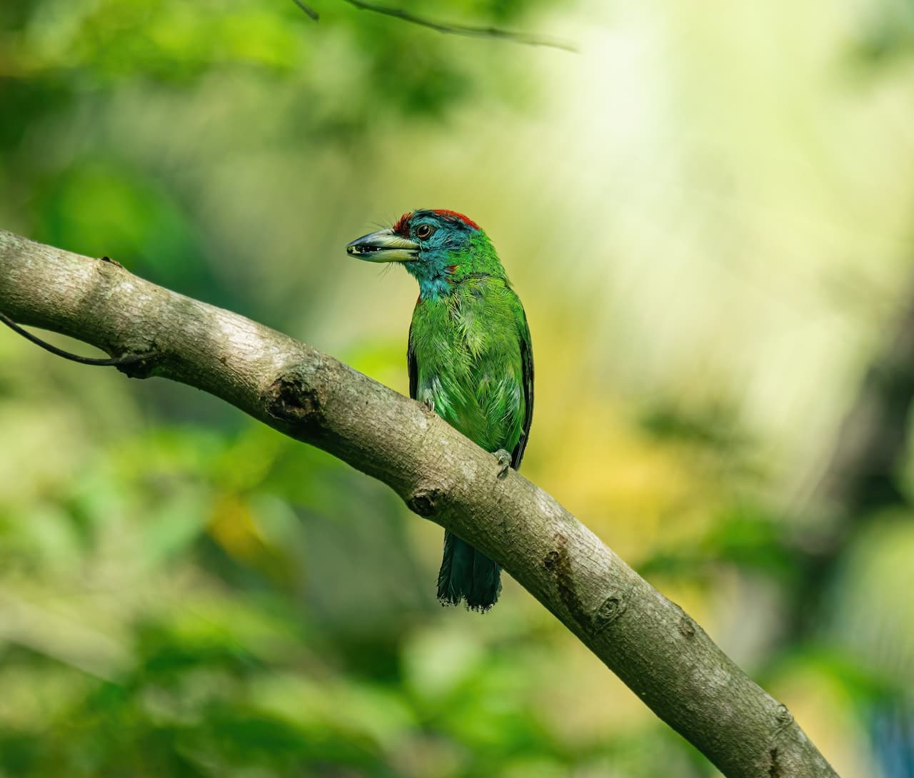 The Blue-Throated Barbets Side View Image