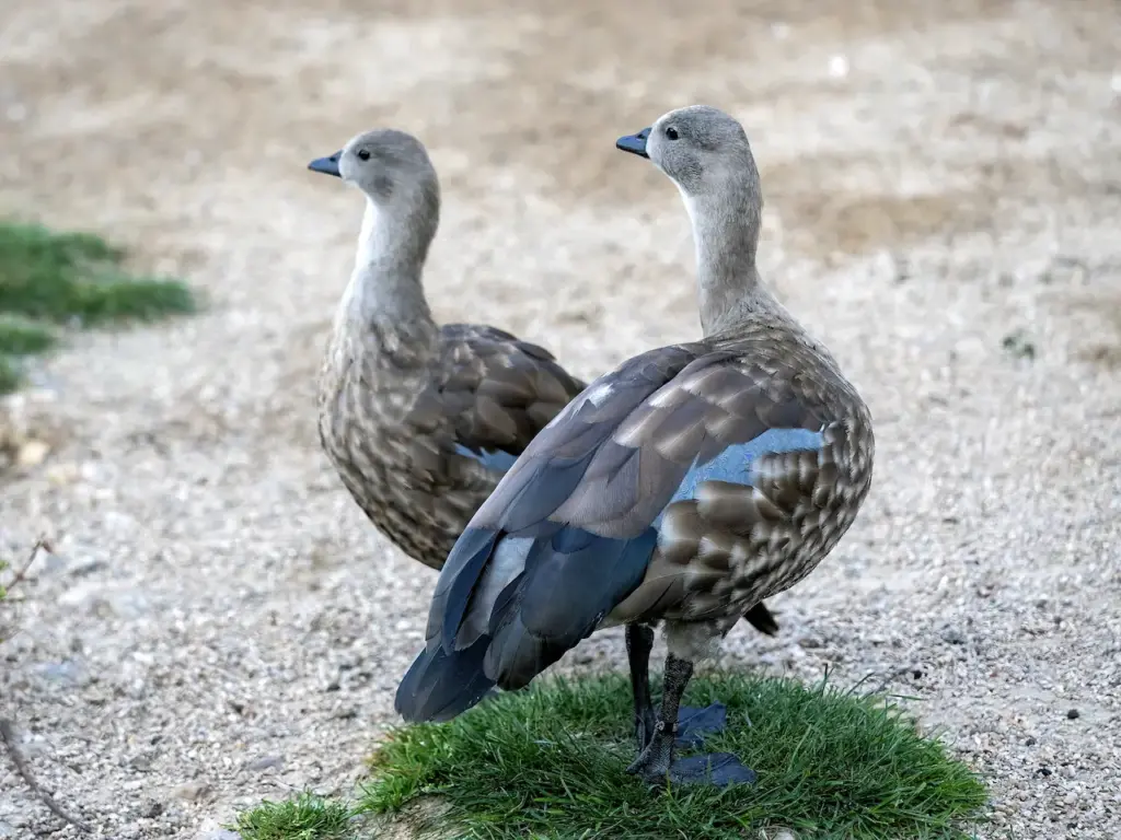 Pair of Blue-winged Geese 