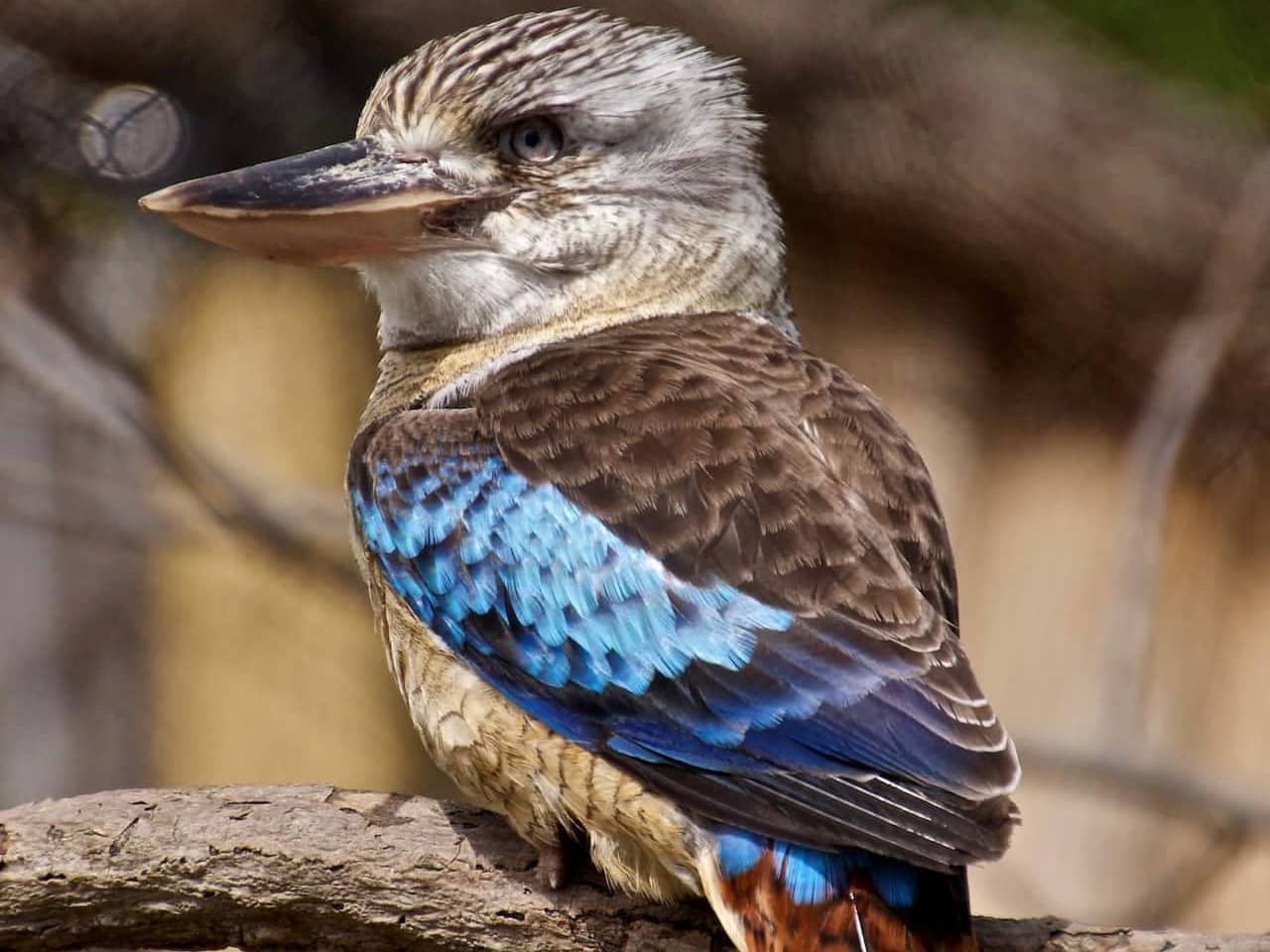 A Blue-winged Kookaburras bird resting under the tree branches.