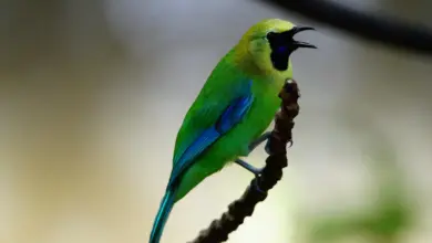 The Blue-winged Leafbird Perched In A Thorn