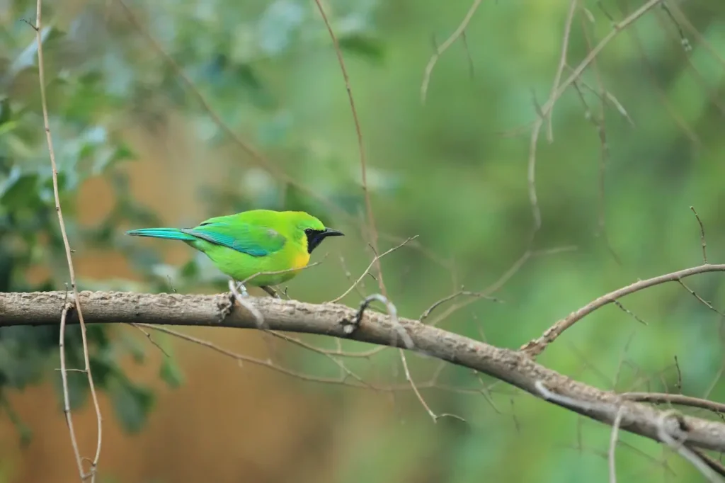 Blue-winged Leafbird Perched on the Tree