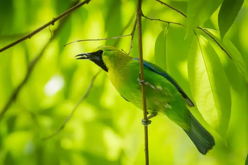Blue-winged Leafbirds
