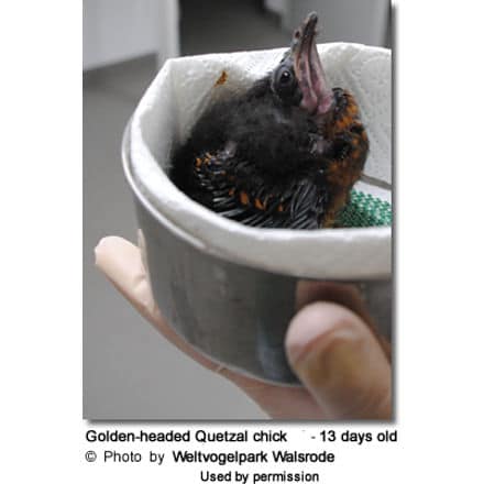Golden-headed Quetzal chick (Coua caerulea) - 13 days old