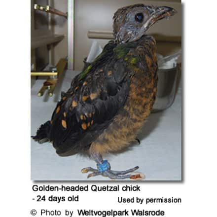 Golden-headed Quetzal chick (Coua caerulea) - 24 days old
