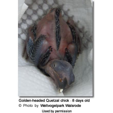 Golden-headed Quetzal chick (Coua caerulea) - 8 days old
