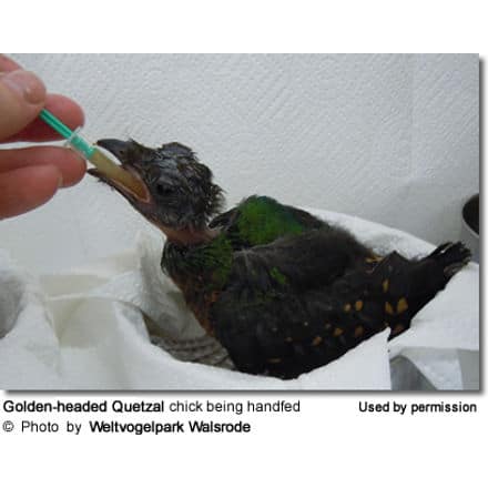 Golden-headed Quetzal chick feeding (Coua caerulea)