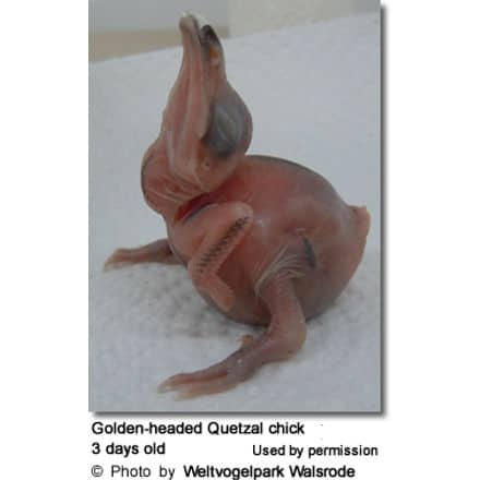 Golden-headed Quetzal chick (Coua caerulea) - 3 days old