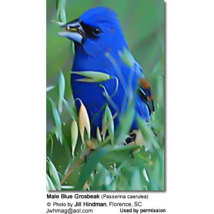 Male Blue Grosbeak (Passerina caerulea)
