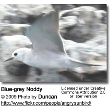 Blue Noddy