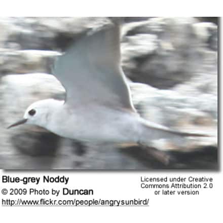 Blue Noddy (Procelsterna cerulea)