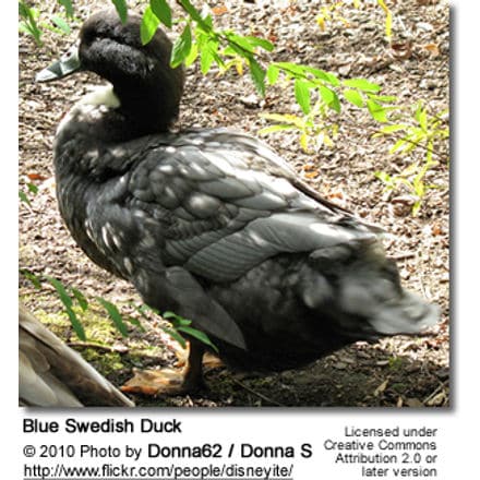 Blue Sweedish Duck