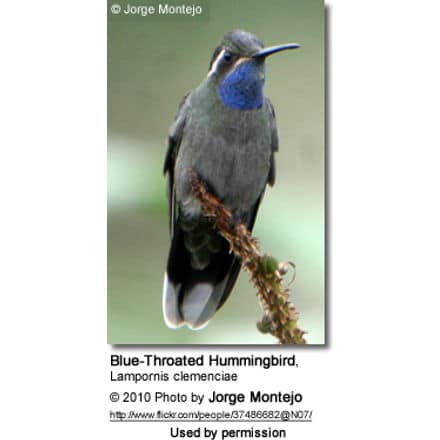 Blue-throated Hummingbird (Lampornis clemenciae)