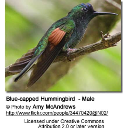 Blue-capped Hummingbirds (Eupherusa cyanophrys)