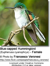 Blue-capped Hummingbird (Eupherusa cyanophrys) - Female