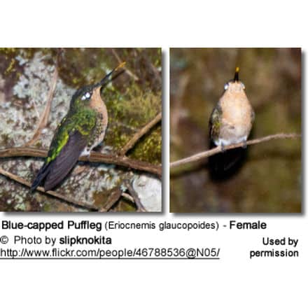 Two photos of a Blue-capped Puffleg hummingbird, identified as a female, perched on branches. The left image shows a side view highlighting green and brown plumage, while the right image presents a front view showcasing the bird’s light-colored chest, similar in grace to Spinifex Pigeons.