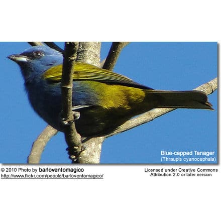 Blue-capped Tanager (Thraupis cyanocephala)