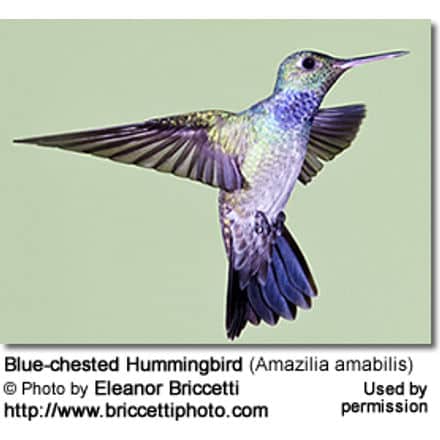 blue-chested Hummingbird