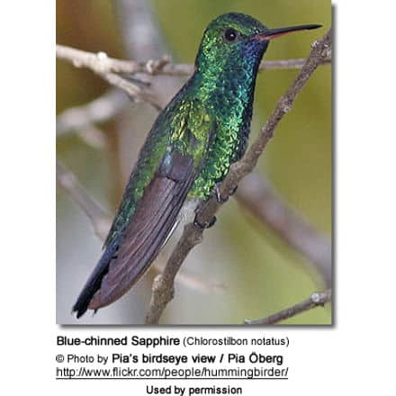 Blue-chinned Sapphire, Chlorostilbon notatus - Female