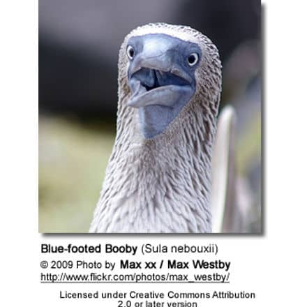 Blue-footed Booby Head Details