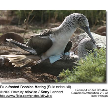 Blue-footed Boobies mating