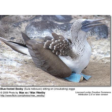 Blue-footed Booby on eggs