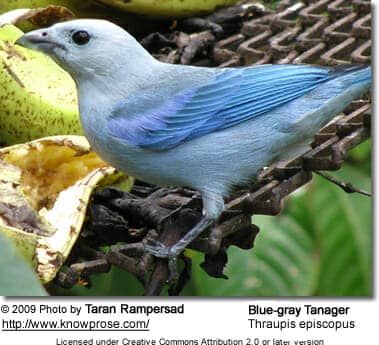 Blue-grey tanager [thraupis episcopus]