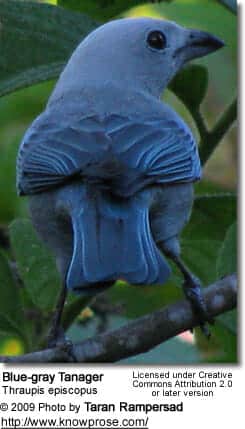 Blue-gray Tanager