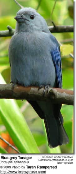 Blue-grey Tanager