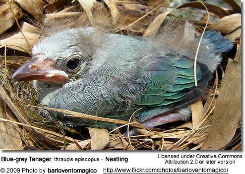 Blue-grey Tanager, thraupis episcopus - Nestling