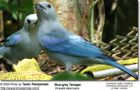 Blue-grey tanagers [thraupis episcopus]