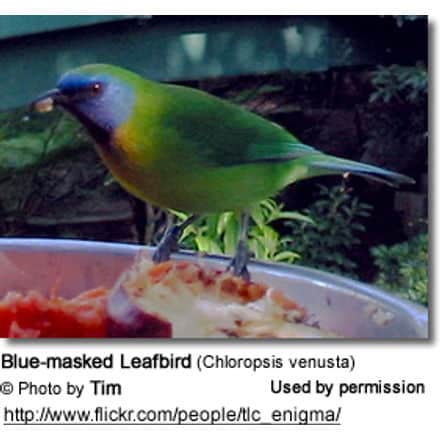 Blue-masked Leafbird (Chloropsis venusta)