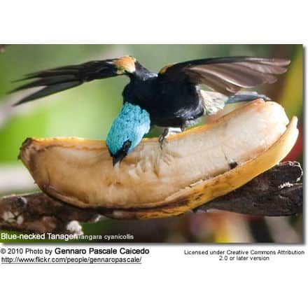 Blue-necked Tanager Tangara cyanicollis - eating from a banana