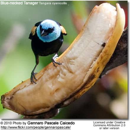 Blue-necked Tanager Tangara cyanicollis