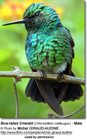 Blue-tailed Emerald Hummingbird
