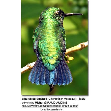 Blue-tailed Emerald (Chlorostilbon mellisugus) - Male Adult