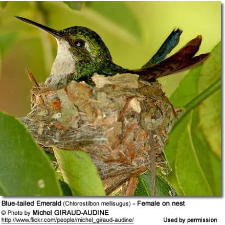 Blue-tailed Emerald (Chlorostilbon mellisugus) - Female on nest
