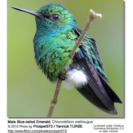 Blue-tailed Emerald, Chlorostilbon mellisugus