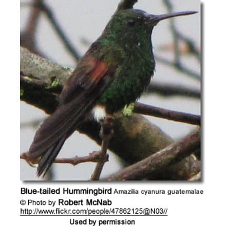 Blue-tailed Hummingbird Amazilia cyanura guatemalae