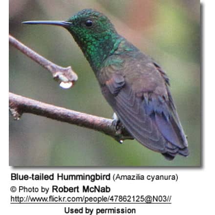 Blue-tailed Hummingbird (Amazilia cyanura)
