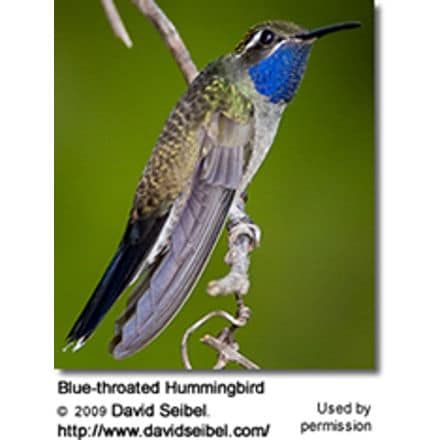 Blue-Throated Hummingbird, Lampornis clemenciae