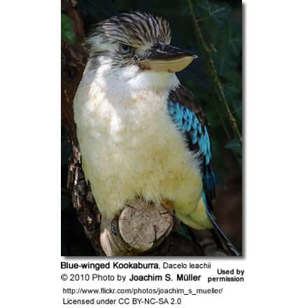 Blue-winged Kookaburra, Dacelo leachii