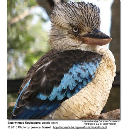 Close-up of a Blue-winged Kookaburra perched, facing left. The bird has a distinctive blue patch on its wings, light brown and white plumage on its body, and dark brown eyes. Its head shows a combination of grey, black, and white feathers, reminiscent of the intricate patterns found on Rajah Scops Owls.