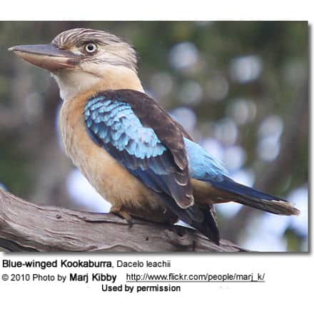Blue-winged Kookaburra, Dacelo leachii