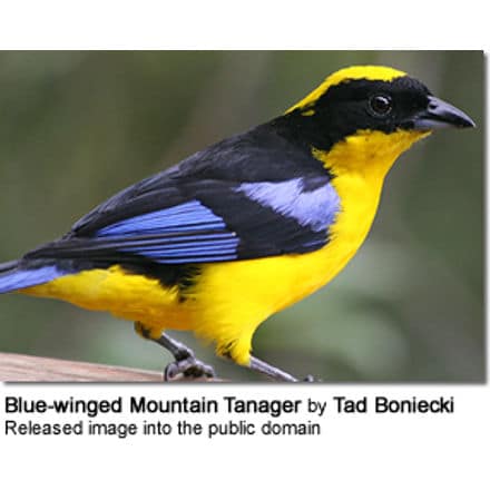 Blue-winged Mountain-tanager (Anisognathus somptuosus)